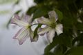 Clematis viticella Little Nell IMG_6324 Powojnik